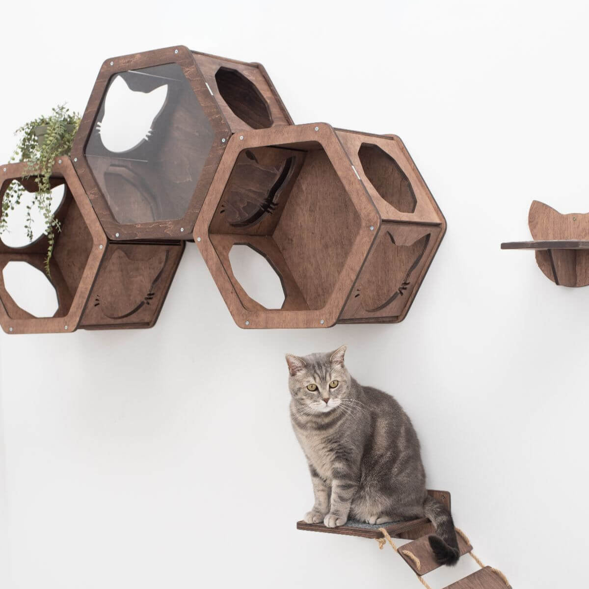Cat Hexagon Shelf Dark Walnut